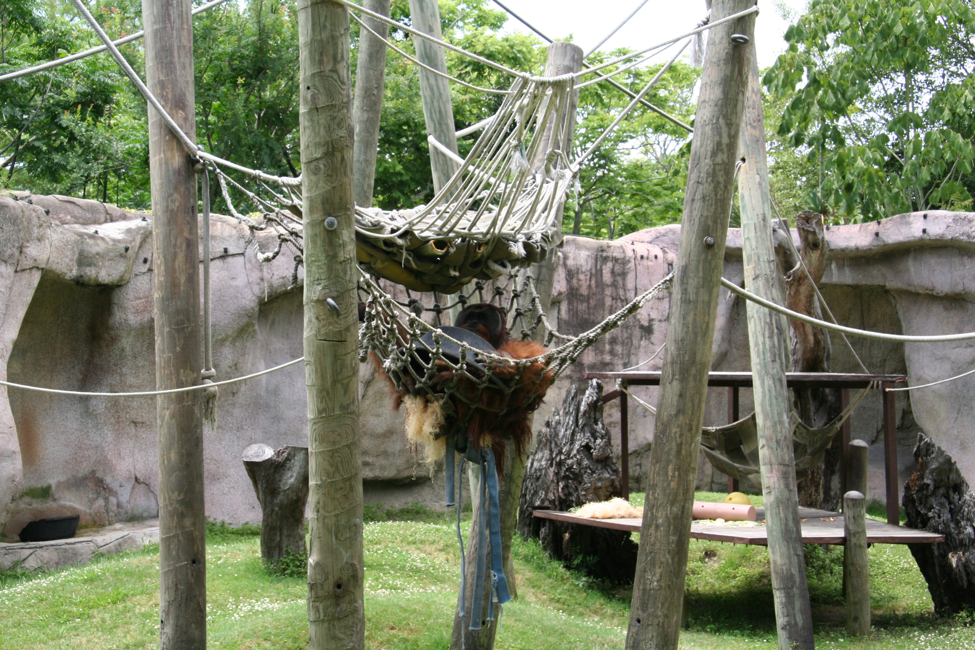 Orang-Utan-Männchen „Jambi“ relaxt in seiner Hängematte/Male orangutan |dq|Jambi|dq| relaxing in his hammock